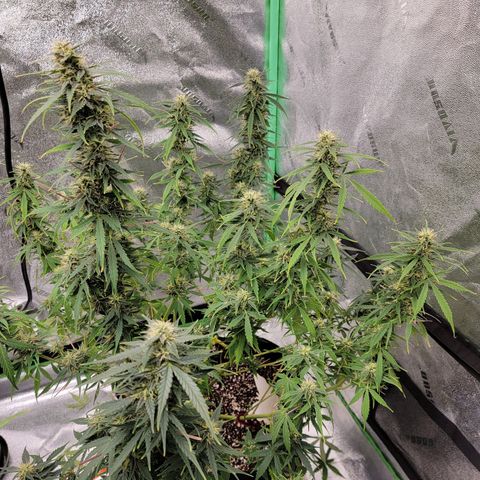 Gorilla Glue Auto growlog timeline photo