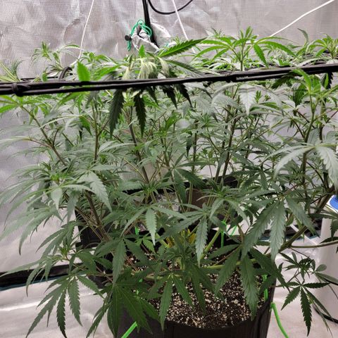 Apple Cup growlog timeline photo