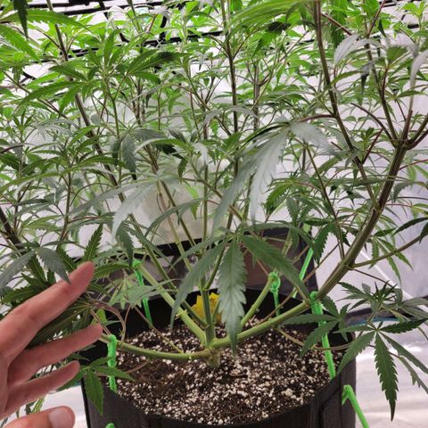 Apple Cup growlog timeline photo