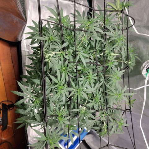 Apple Cup growlog timeline photo
