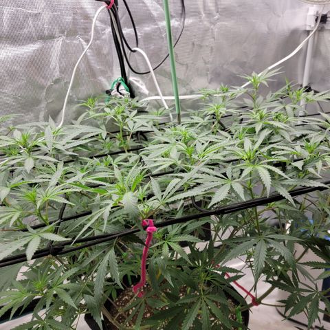 Apple Cup growlog timeline photo