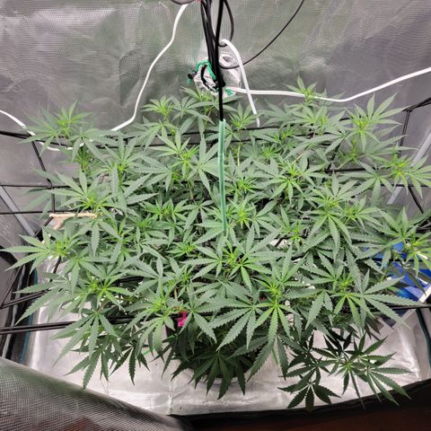 Apple Cup growlog timeline photo