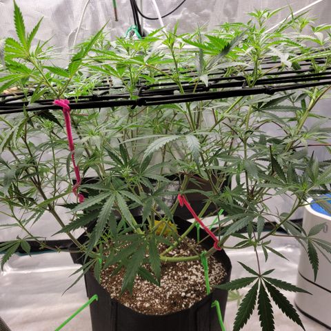 Apple Cup growlog timeline photo