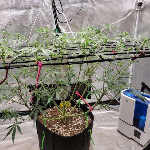 Apple Cup growlog photo: After major defoliation.