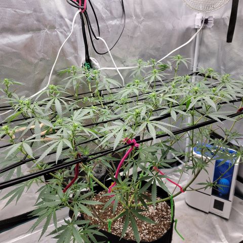 Apple Cup growlog photo: After major defoliation.