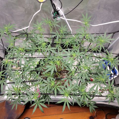 Apple Cup growlog photo: After major defoliation.