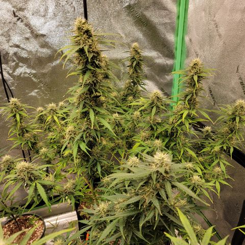 Gorilla Glue Auto growlog timeline photo