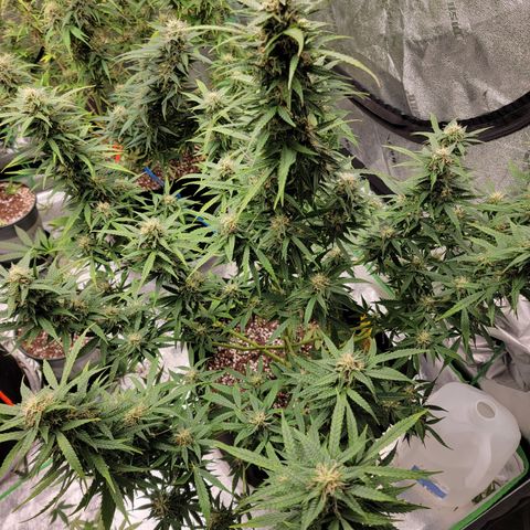 Girl Scout Cookies Auto growlog timeline photo