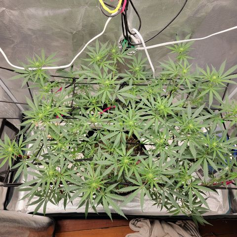 Apple Cup growlog timeline photo