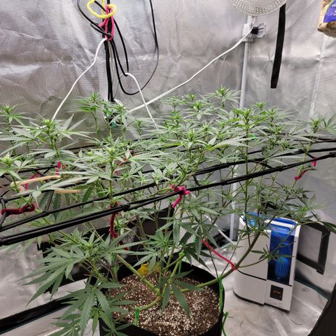 Apple Cup growlog timeline photo