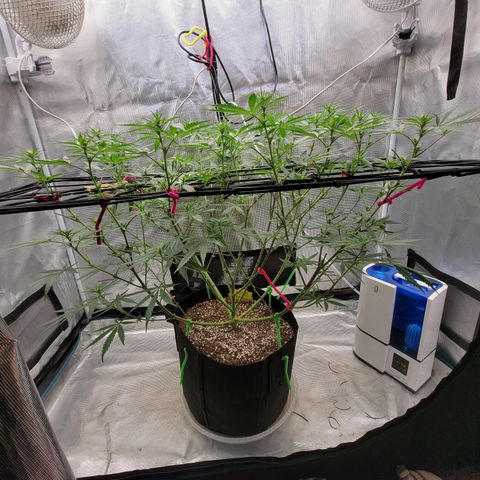 Apple Cup growlog timeline photo