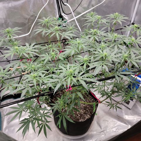Apple Cup growlog timeline photo