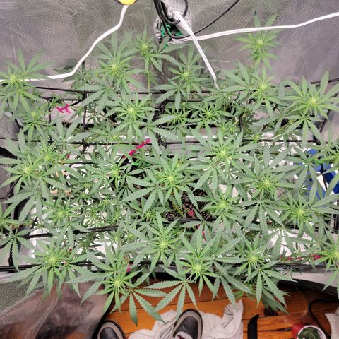 Apple Cup growlog timeline photo