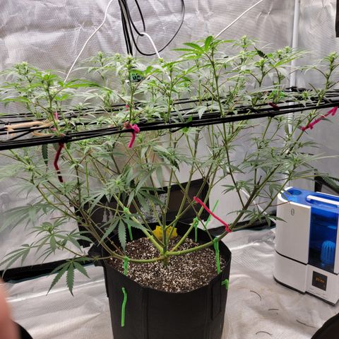 Apple Cup growlog timeline photo
