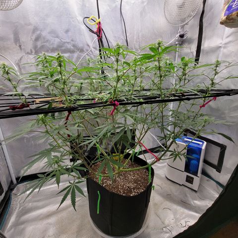 Apple Cup growlog timeline photo