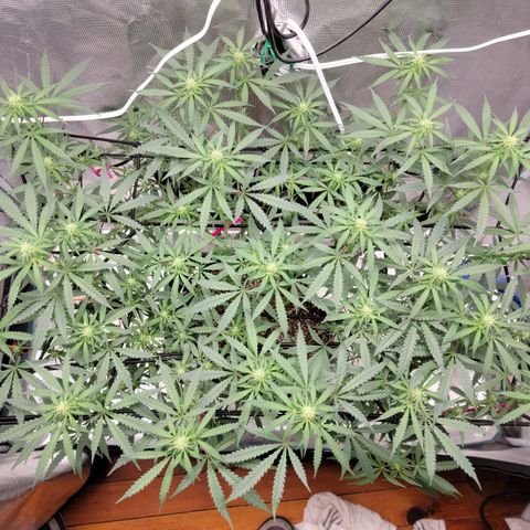 Apple Cup growlog timeline photo