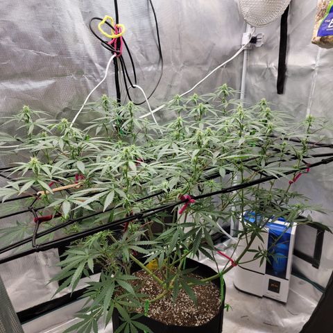 Apple Cup growlog timeline photo