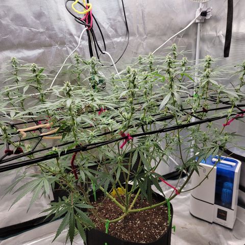 Apple Cup growlog timeline photo
