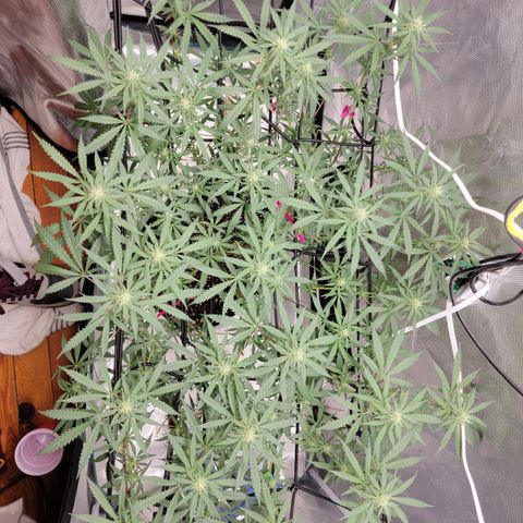 Apple Cup growlog timeline photo