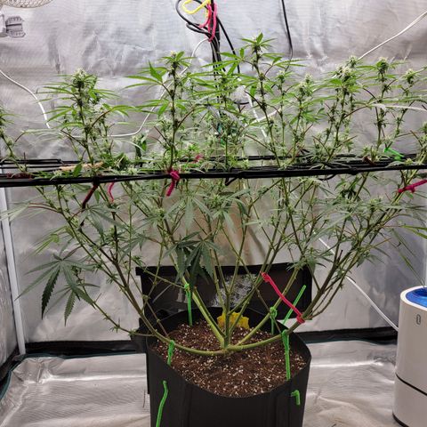 Apple Cup growlog timeline photo