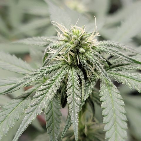 Apple Cup growlog timeline photo