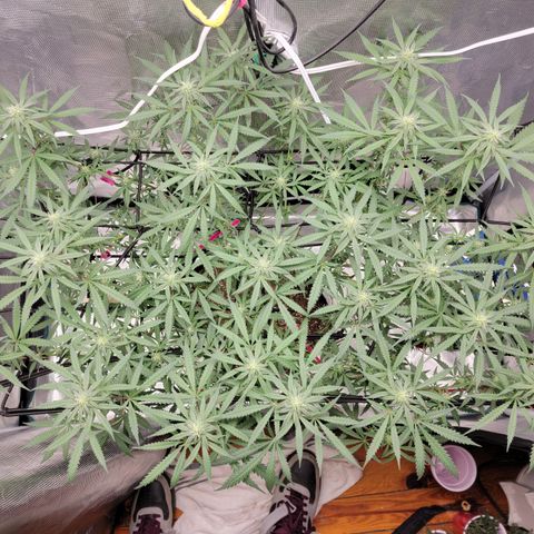 Apple Cup growlog timeline photo