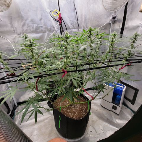 Apple Cup growlog timeline photo
