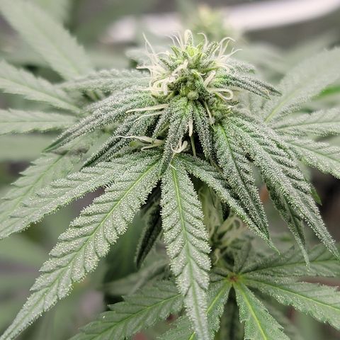 Apple Cup growlog timeline photo