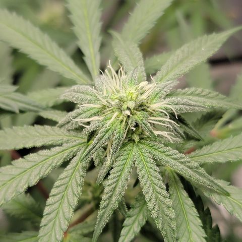 Apple Cup growlog timeline photo
