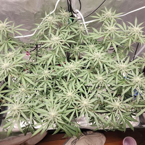 Apple Cup growlog timeline photo