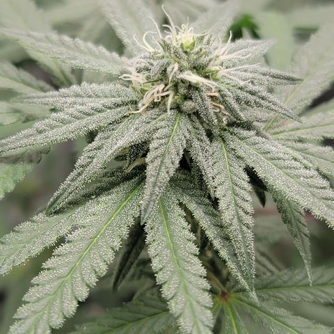 Apple Cup growlog timeline photo