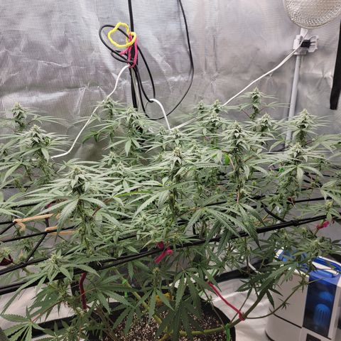 Apple Cup growlog timeline photo