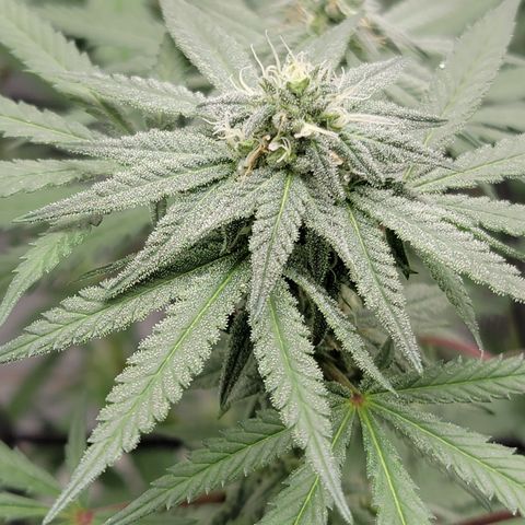 Apple Cup growlog timeline photo