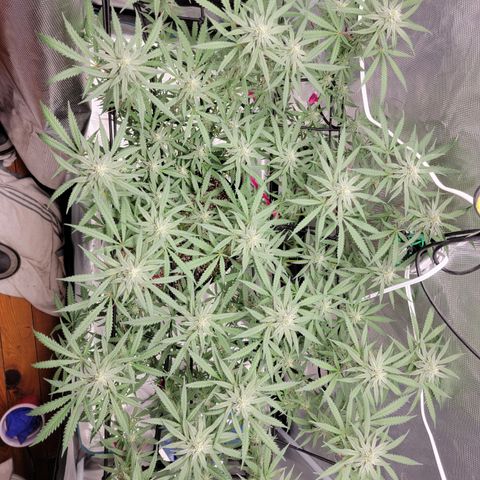 Apple Cup growlog timeline photo