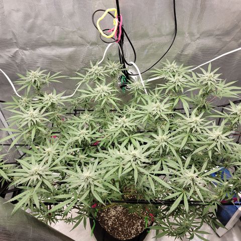 Apple Cup growlog timeline photo