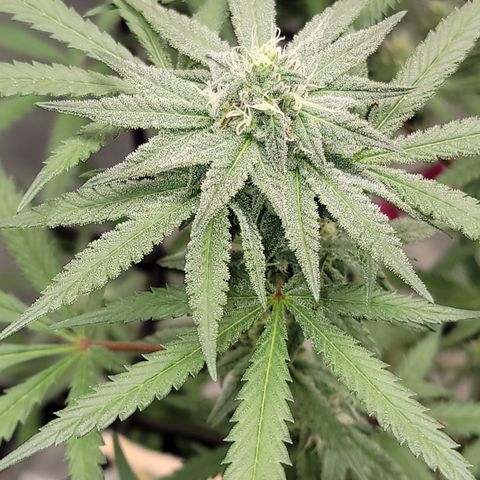 Apple Cup growlog timeline photo