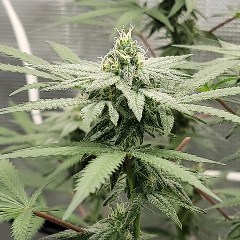 Apple Cup growlog timeline photo