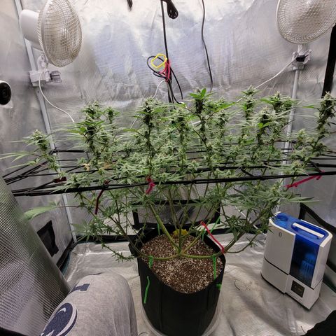 Apple Cup growlog timeline photo