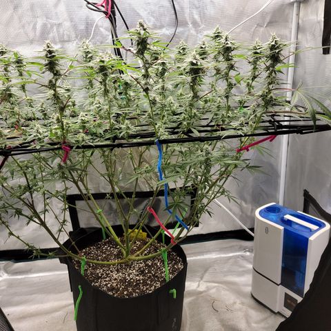Apple Cup growlog timeline photo