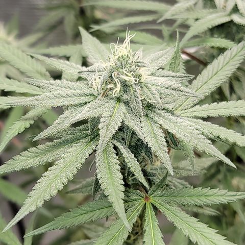 Apple Cup growlog timeline photo