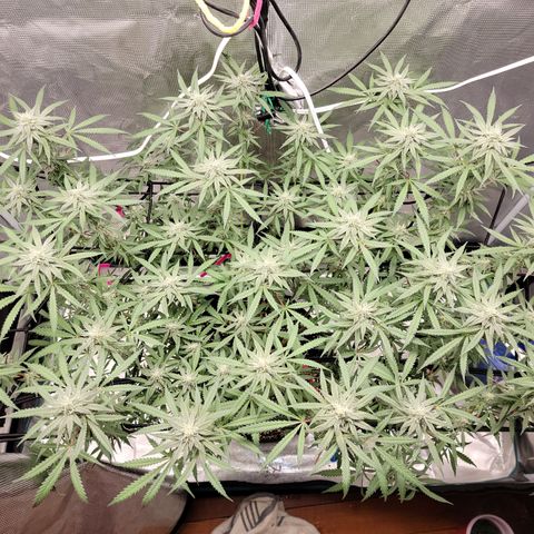 Apple Cup growlog timeline photo
