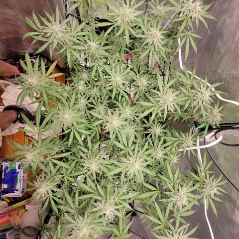 Apple Cup growlog timeline photo