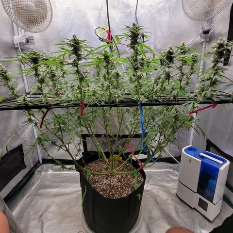 Apple Cup growlog timeline photo