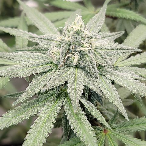 Apple Cup growlog timeline photo