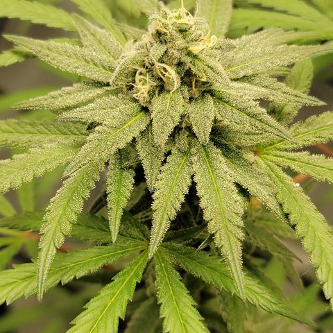 Apple Cup growlog timeline photo