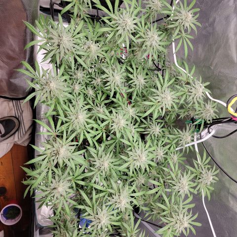 Apple Cup growlog timeline photo