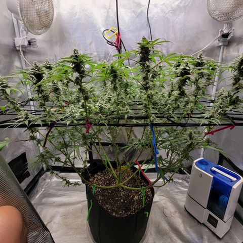 Apple Cup growlog timeline photo
