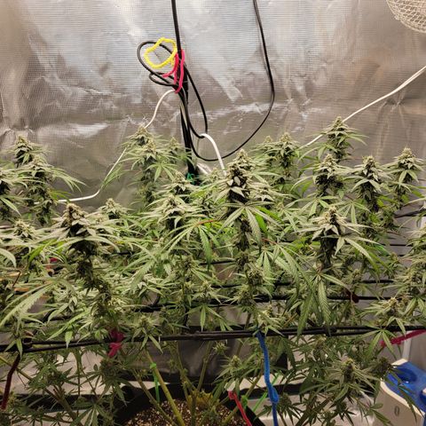 Apple Cup growlog timeline photo