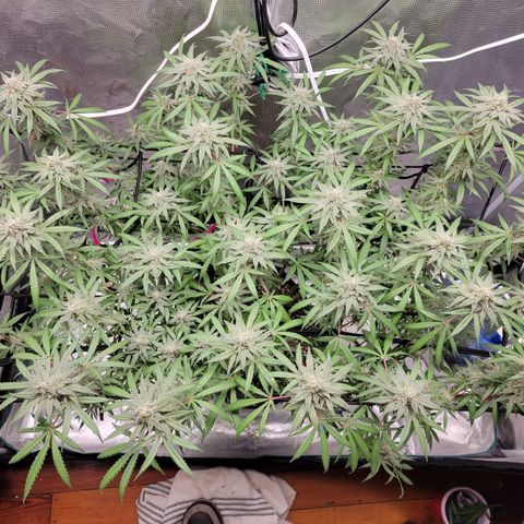Apple Cup growlog timeline photo