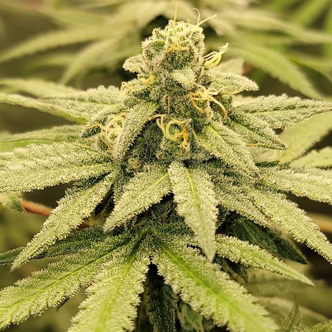 Apple Cup growlog timeline photo